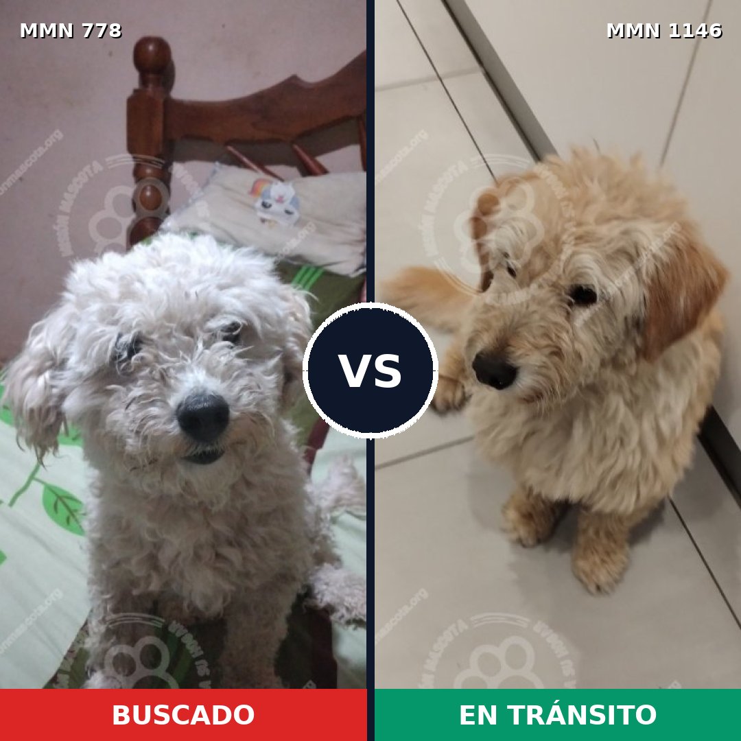 Comparativa MMS 24396: mascota perdida y mascota encontrada, 42% de similitud