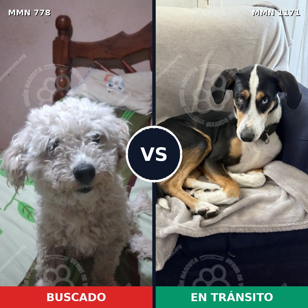 Comparativa MMS 24397: mascota perdida y mascota encontrada, 45% de similitud