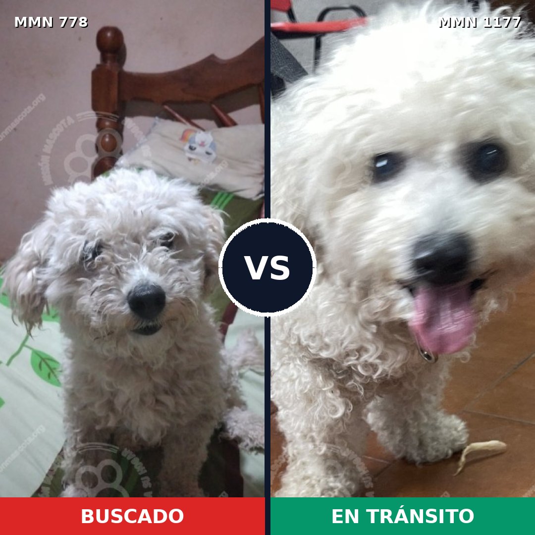 Comparativa MMS 24398: mascota perdida y mascota encontrada, 63% de similitud