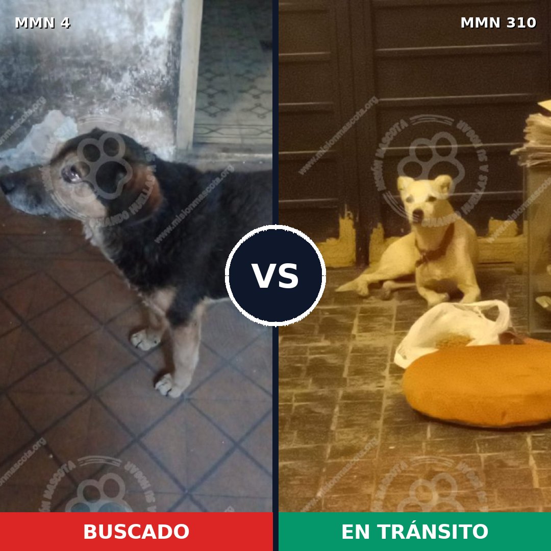 Comparativa MMS 244: mascota perdida y mascota encontrada, 73% de similitud