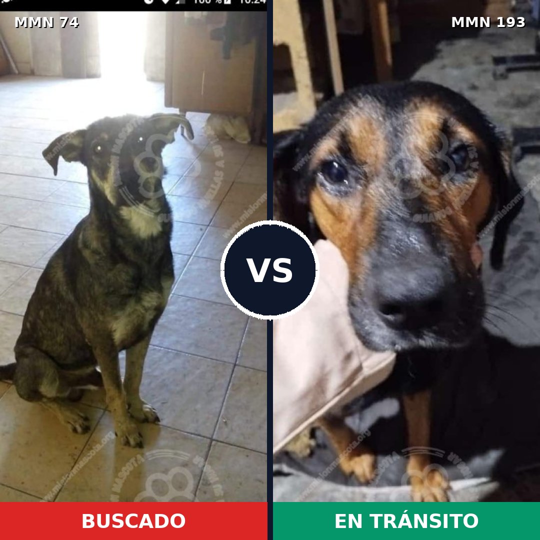 Comparativa MMS 2440: mascota perdida y mascota encontrada, 71% de similitud