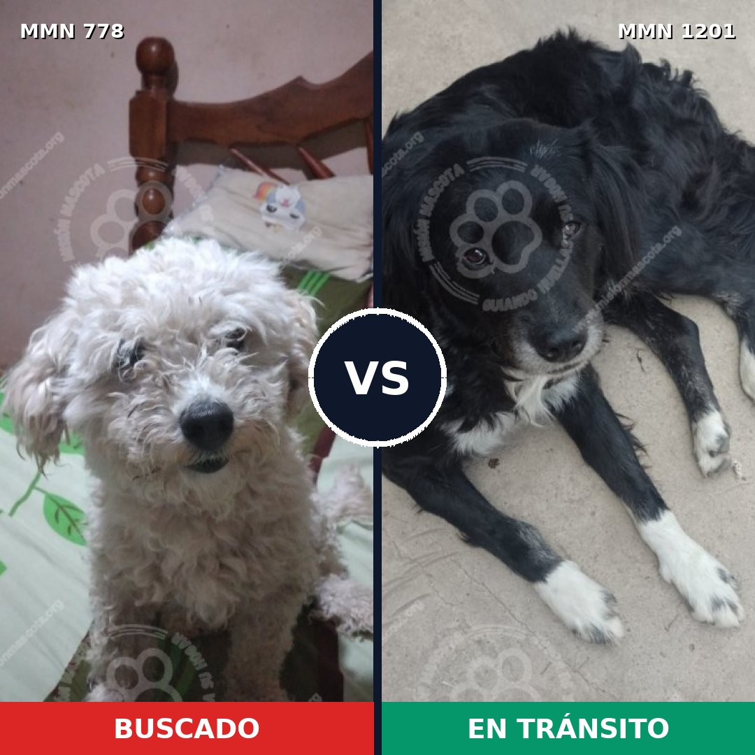 Comparativa MMS 24400: mascota perdida y mascota encontrada, 37% de similitud