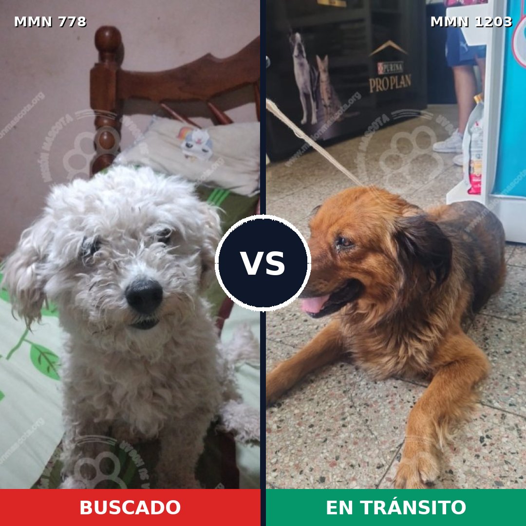 Comparativa MMS 24401: mascota perdida y mascota encontrada, 44% de similitud