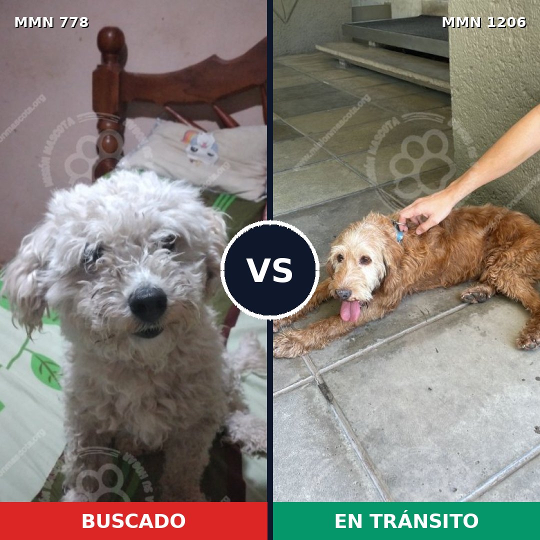 Comparativa MMS 24402: mascota perdida y mascota encontrada, 37% de similitud