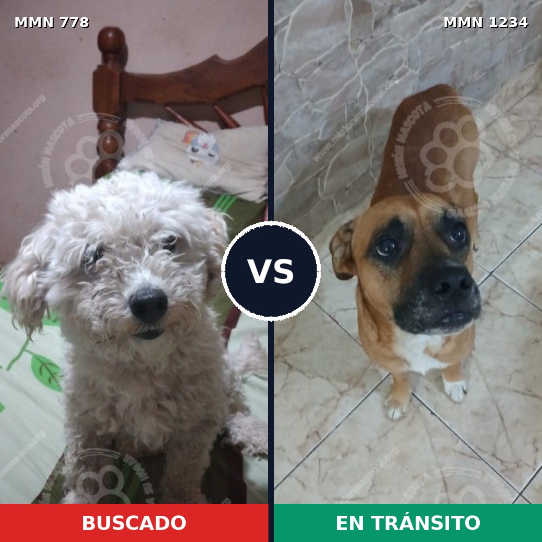 Comparativa MMS 24404: mascota perdida y mascota encontrada, 28% de similitud