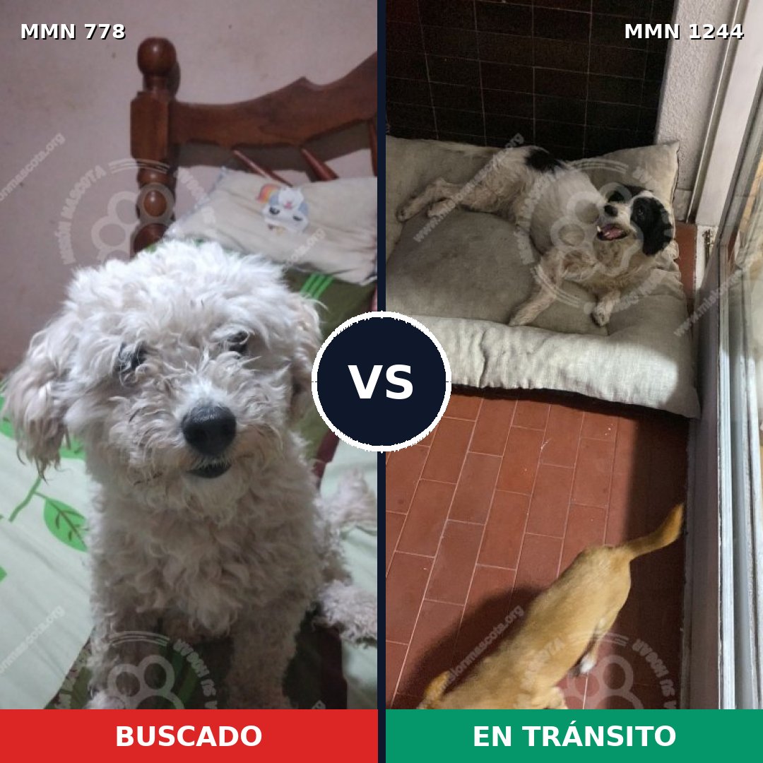 Comparativa MMS 24406: mascota perdida y mascota encontrada, 53% de similitud