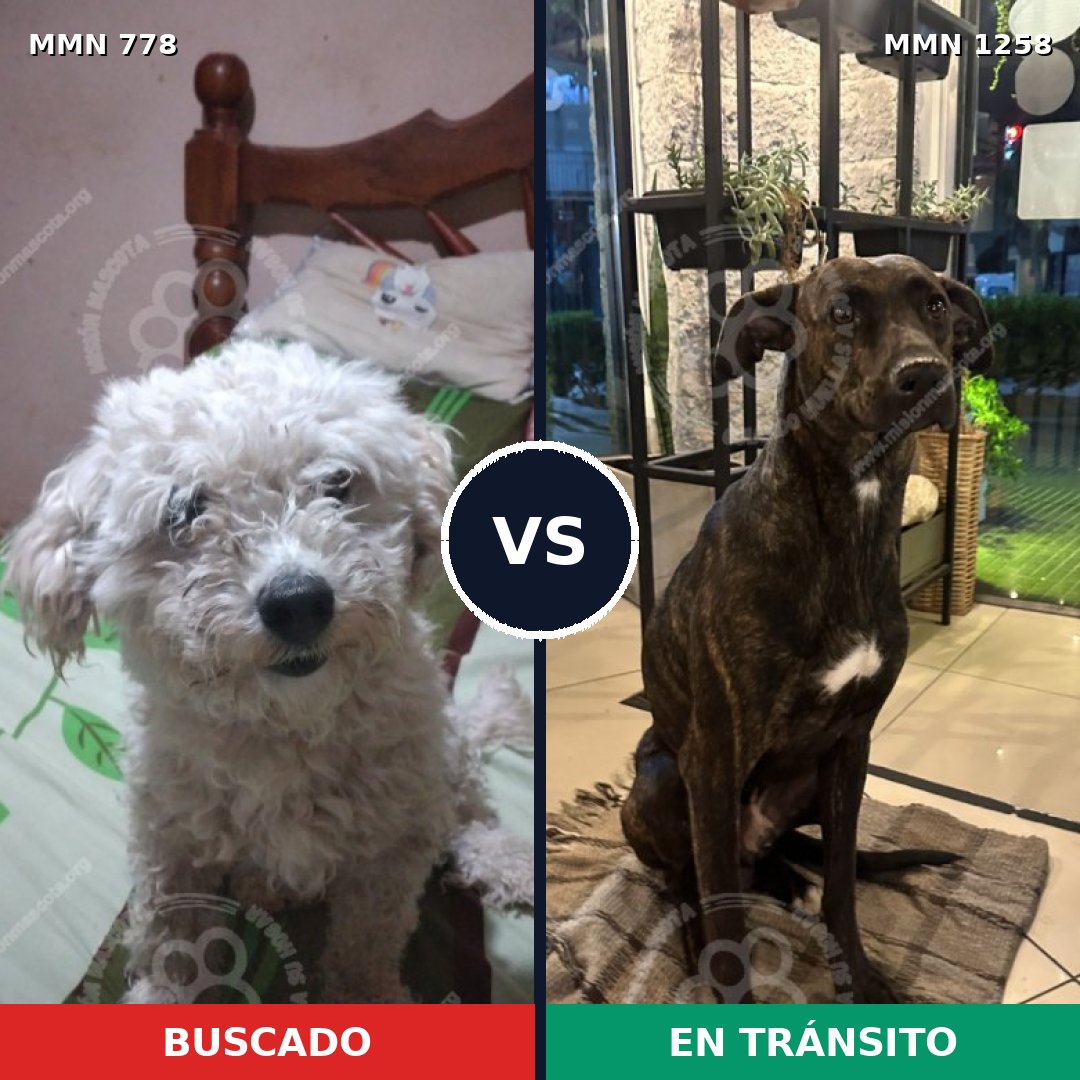 Comparativa MMS 24407: mascota perdida y mascota encontrada, 48% de similitud