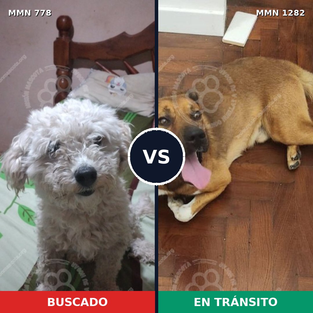 Comparativa MMS 24409: mascota perdida y mascota encontrada, 47% de similitud