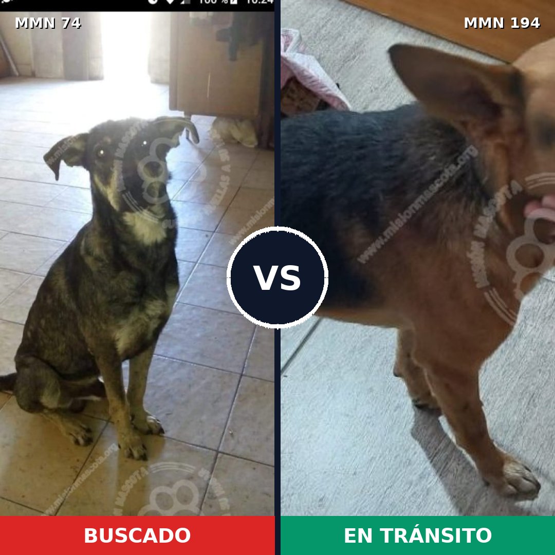 Comparativa MMS 2441: mascota perdida y mascota encontrada, 66% de similitud