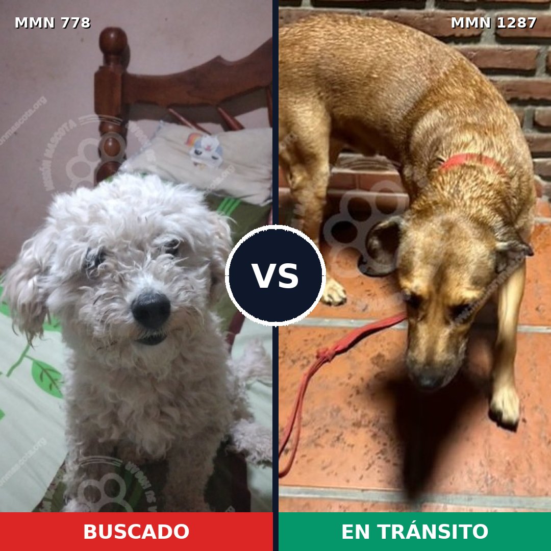 Comparativa MMS 24410: mascota perdida y mascota encontrada, 34% de similitud