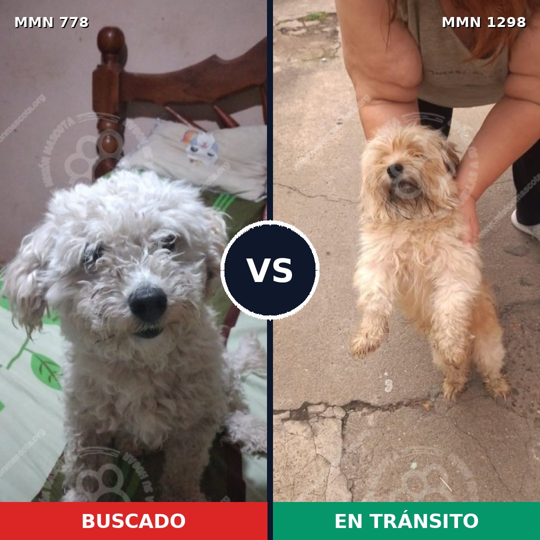 Comparativa MMS 24411: mascota perdida y mascota encontrada, 34% de similitud