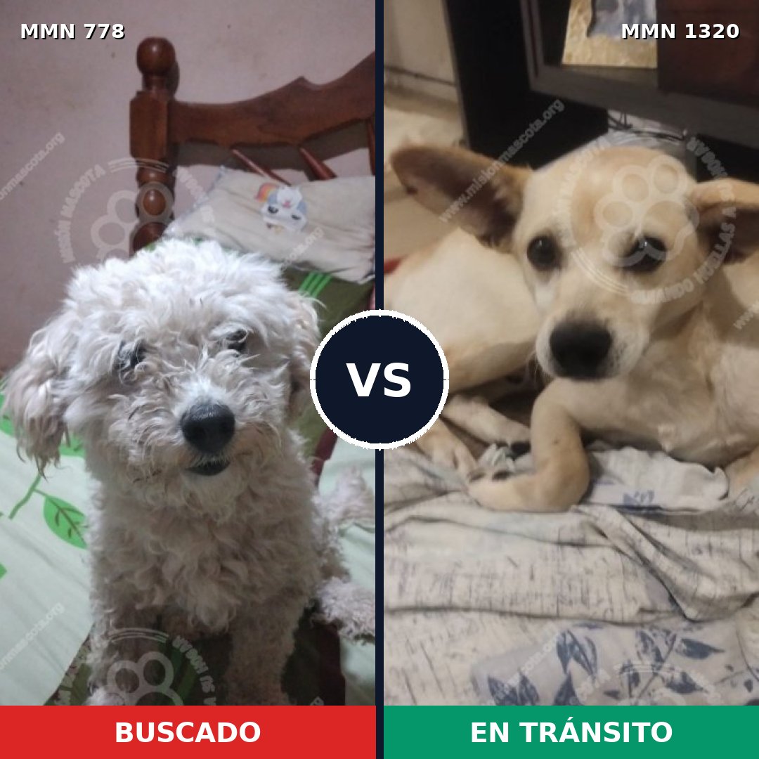 Comparativa MMS 24413: mascota perdida y mascota encontrada, 46% de similitud