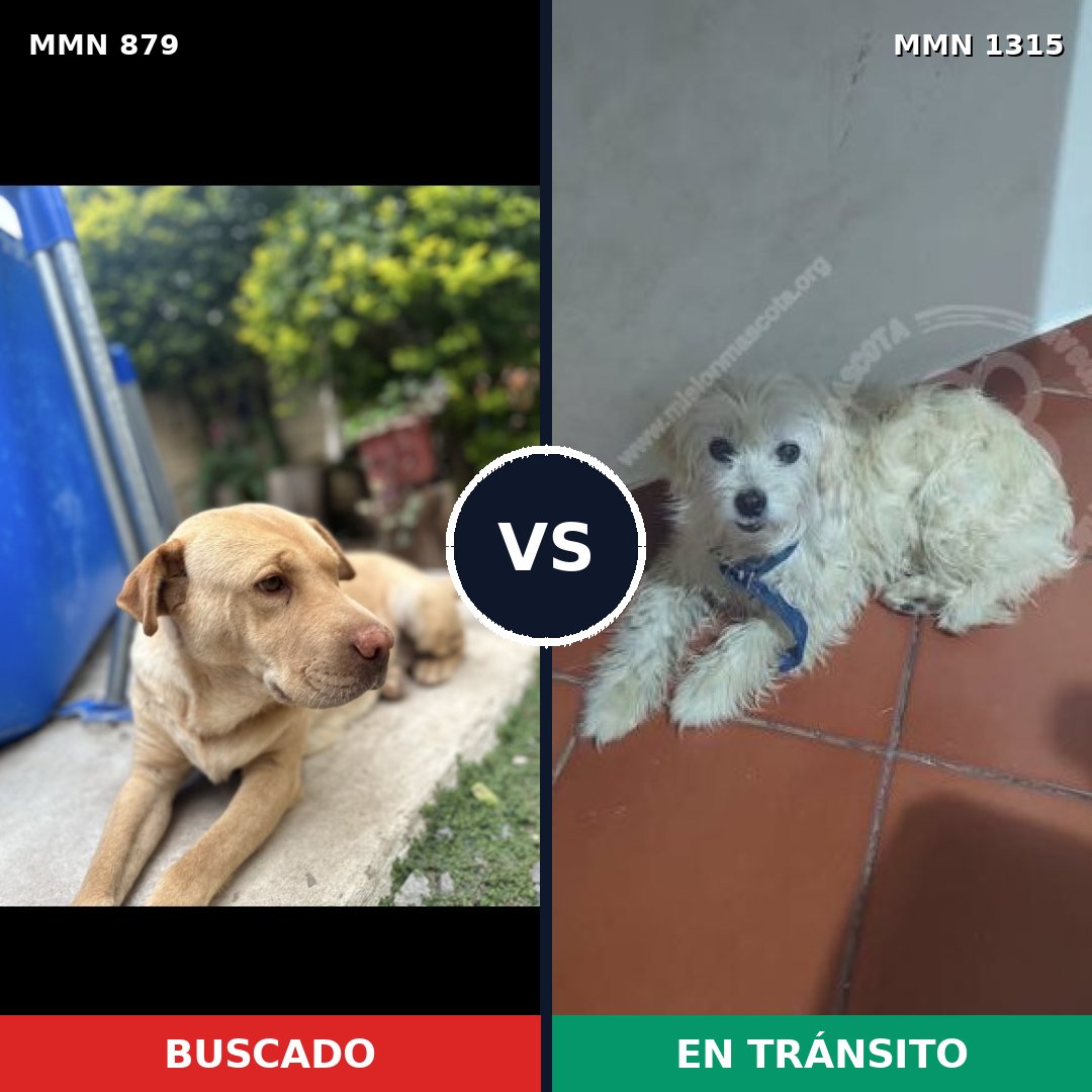 Comparativa MMS 24417: mascota perdida y mascota encontrada, 33% de similitud