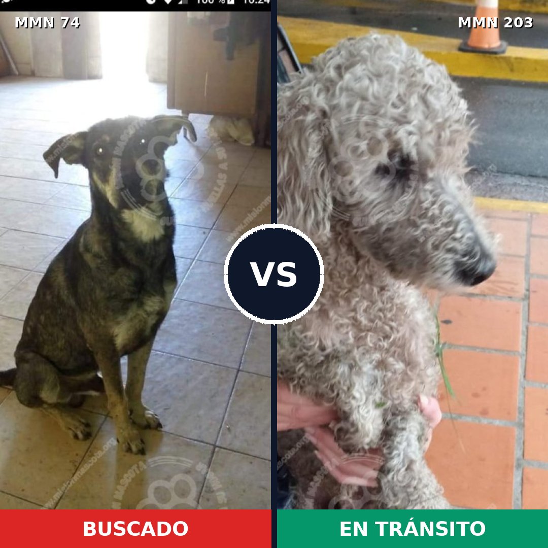 Comparativa MMS 2442: mascota perdida y mascota encontrada, 22% de similitud