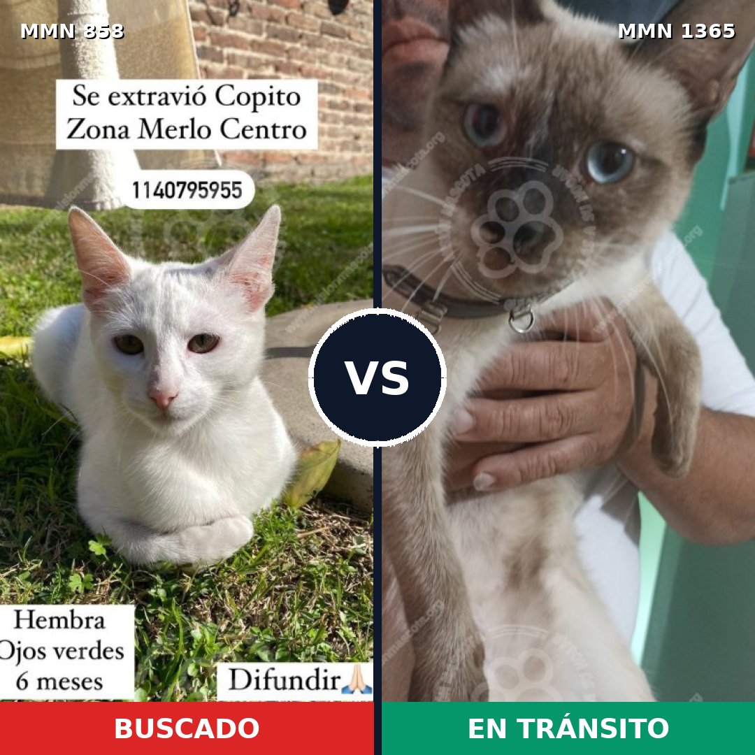 Comparativa MMS 24427: mascota perdida y mascota encontrada, 43% de similitud