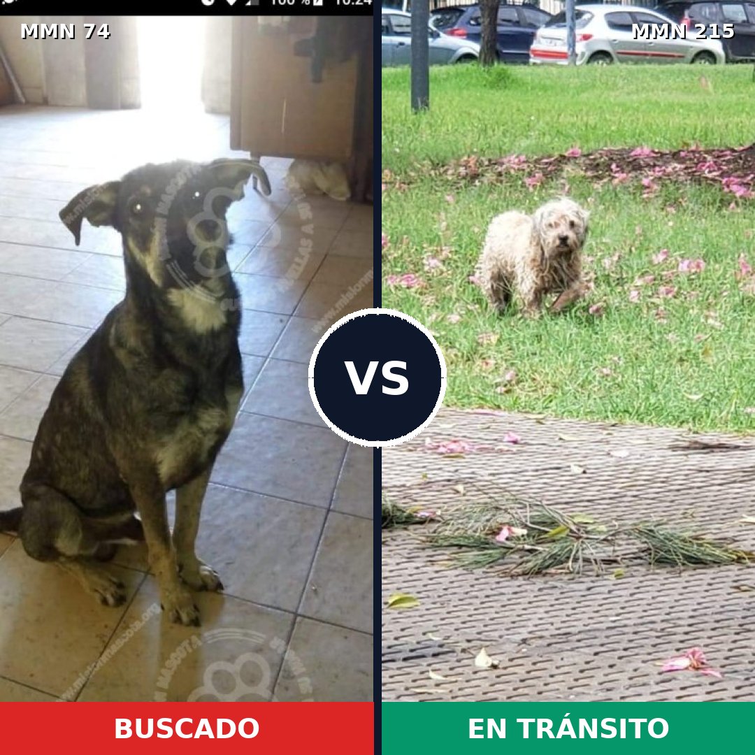 Comparativa MMS 2443: mascota perdida y mascota encontrada, 54% de similitud