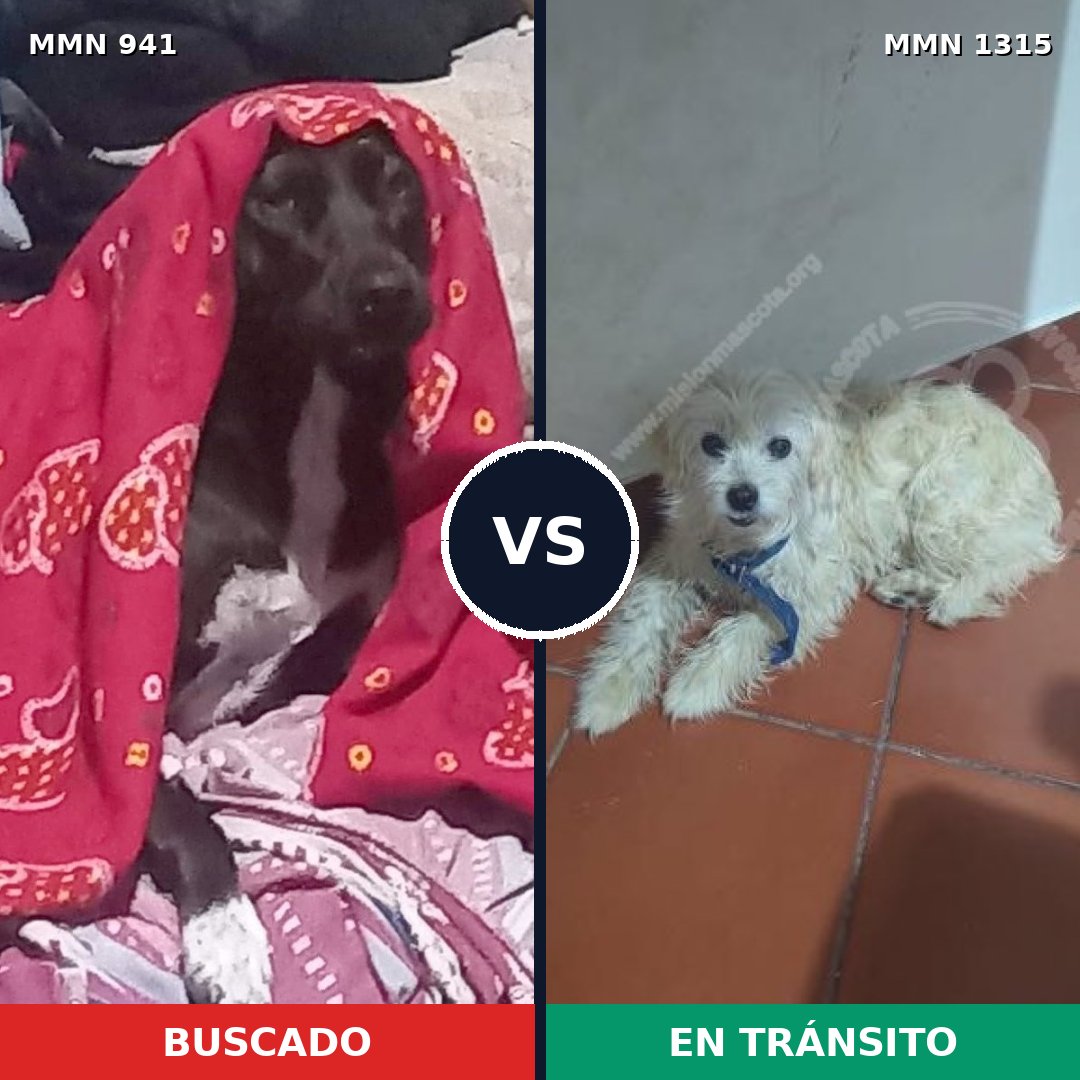 Comparativa MMS 24430: mascota perdida y mascota encontrada, 46% de similitud