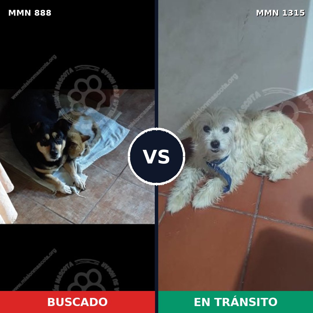 Comparativa MMS 24431: mascota perdida y mascota encontrada, 57% de similitud