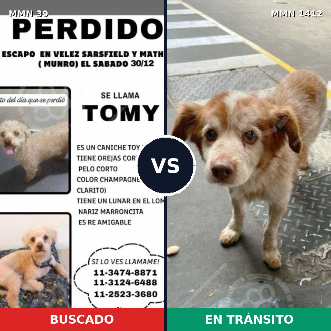 Comparativa MMS 24432: mascota perdida y mascota encontrada, 38% de similitud