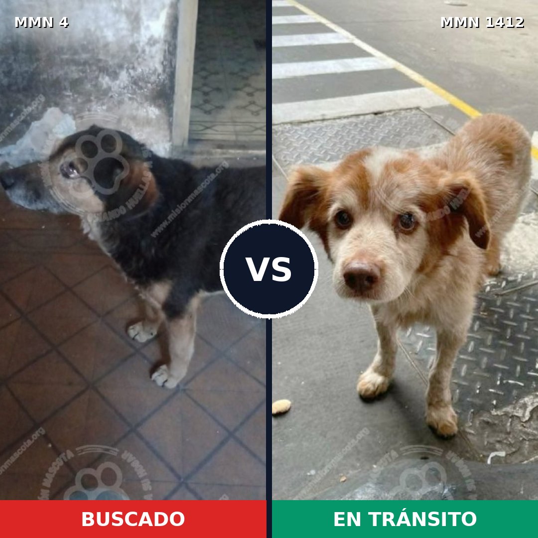 Comparativa MMS 24434: mascota perdida y mascota encontrada, 55% de similitud