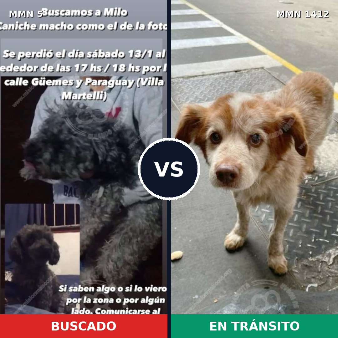 Comparativa MMS 24435: mascota perdida y mascota encontrada, 50% de similitud