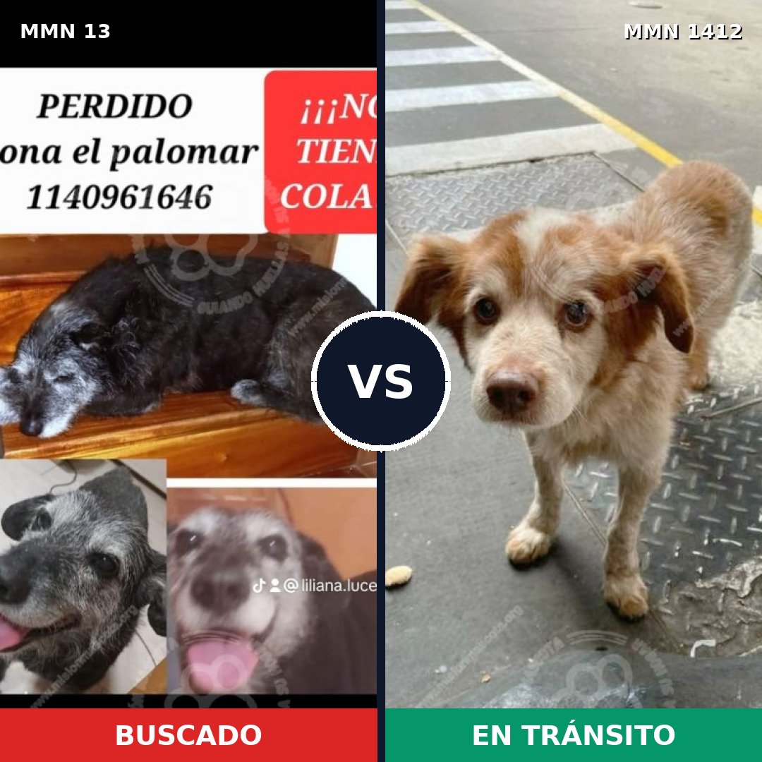 Comparativa MMS 24438: mascota perdida y mascota encontrada, 57% de similitud