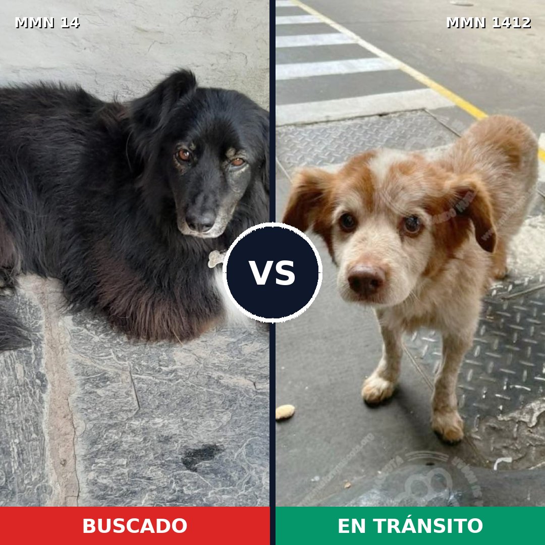 Comparativa MMS 24439: mascota perdida y mascota encontrada, 49% de similitud