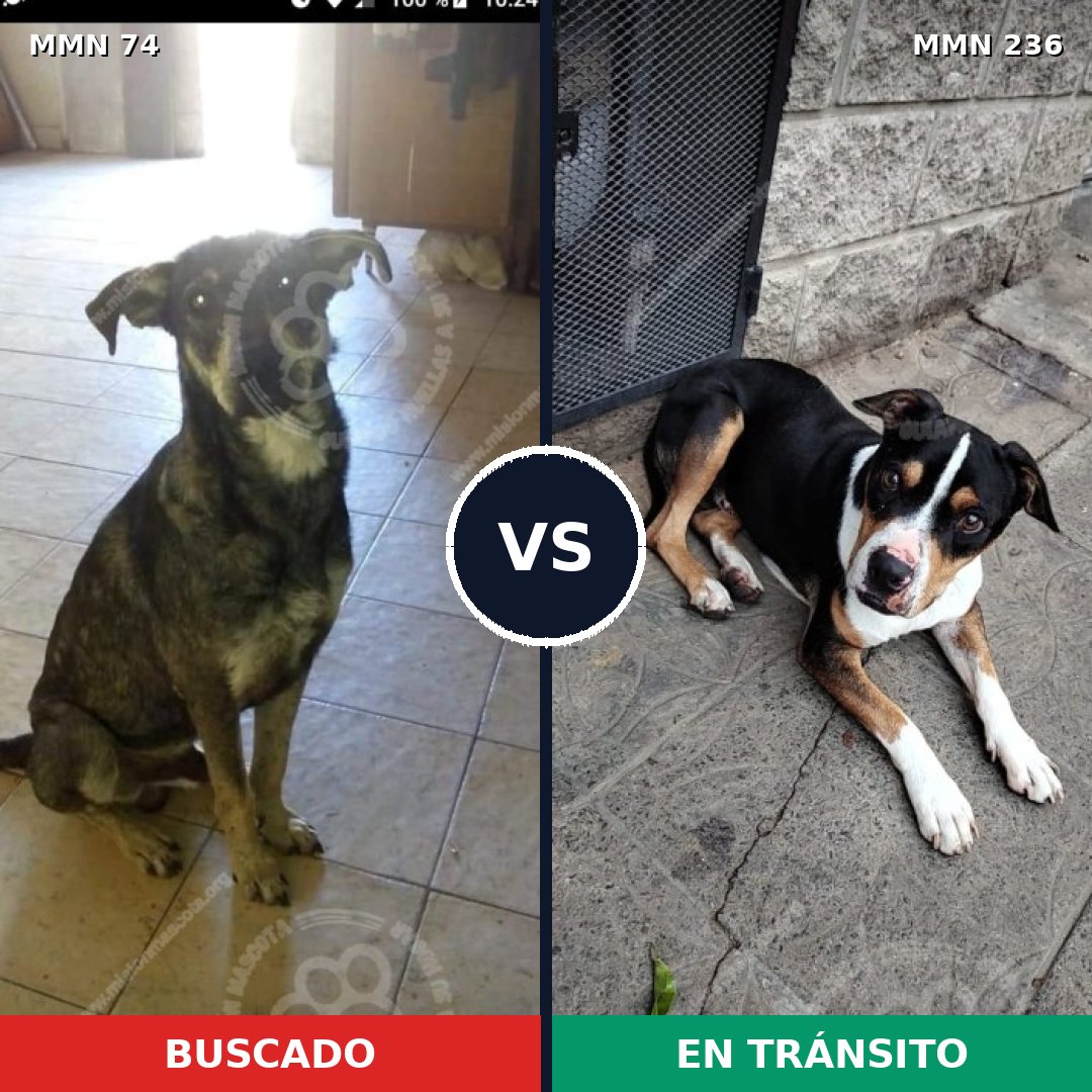 Comparativa MMS 2444: mascota perdida y mascota encontrada, 37% de similitud