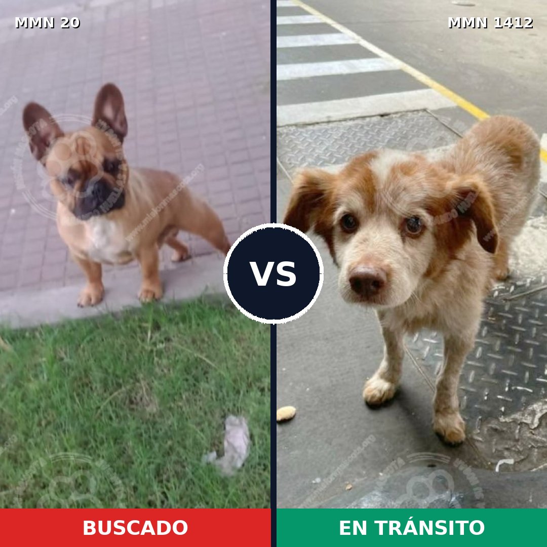 Comparativa MMS 24441: mascota perdida y mascota encontrada, 51% de similitud