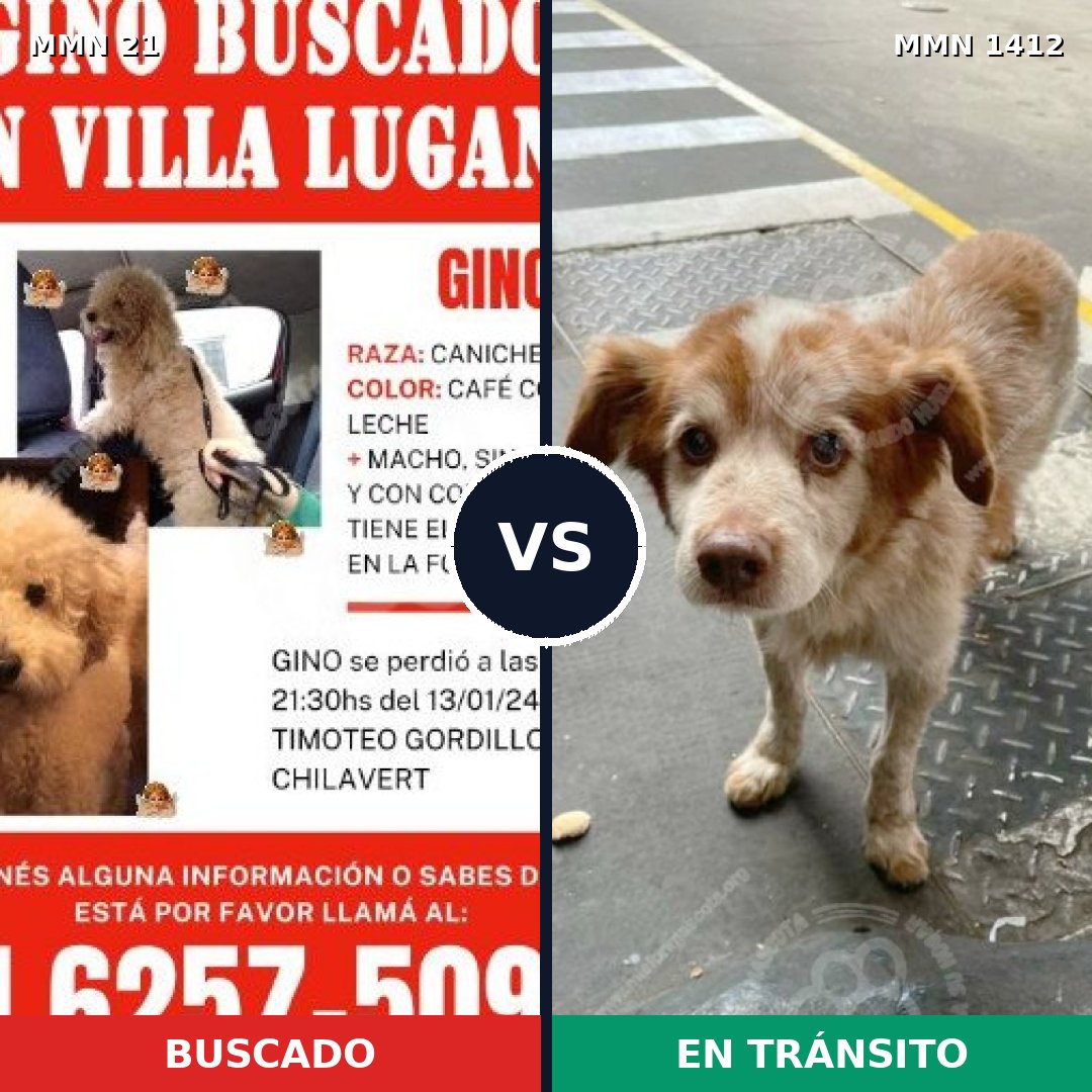 Comparativa MMS 24442: mascota perdida y mascota encontrada, 51% de similitud