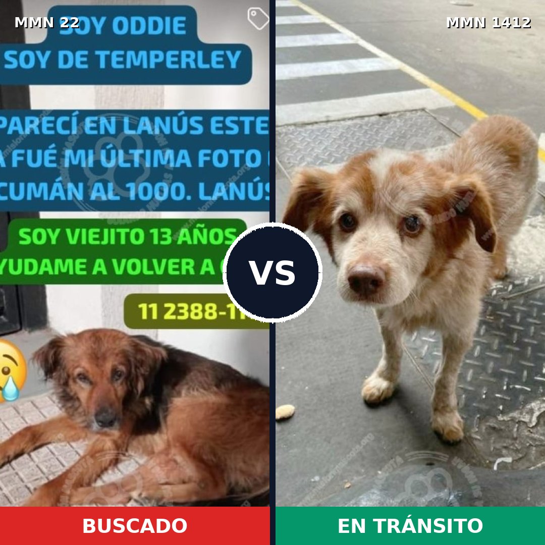 Comparativa MMS 24443: mascota perdida y mascota encontrada, 55% de similitud