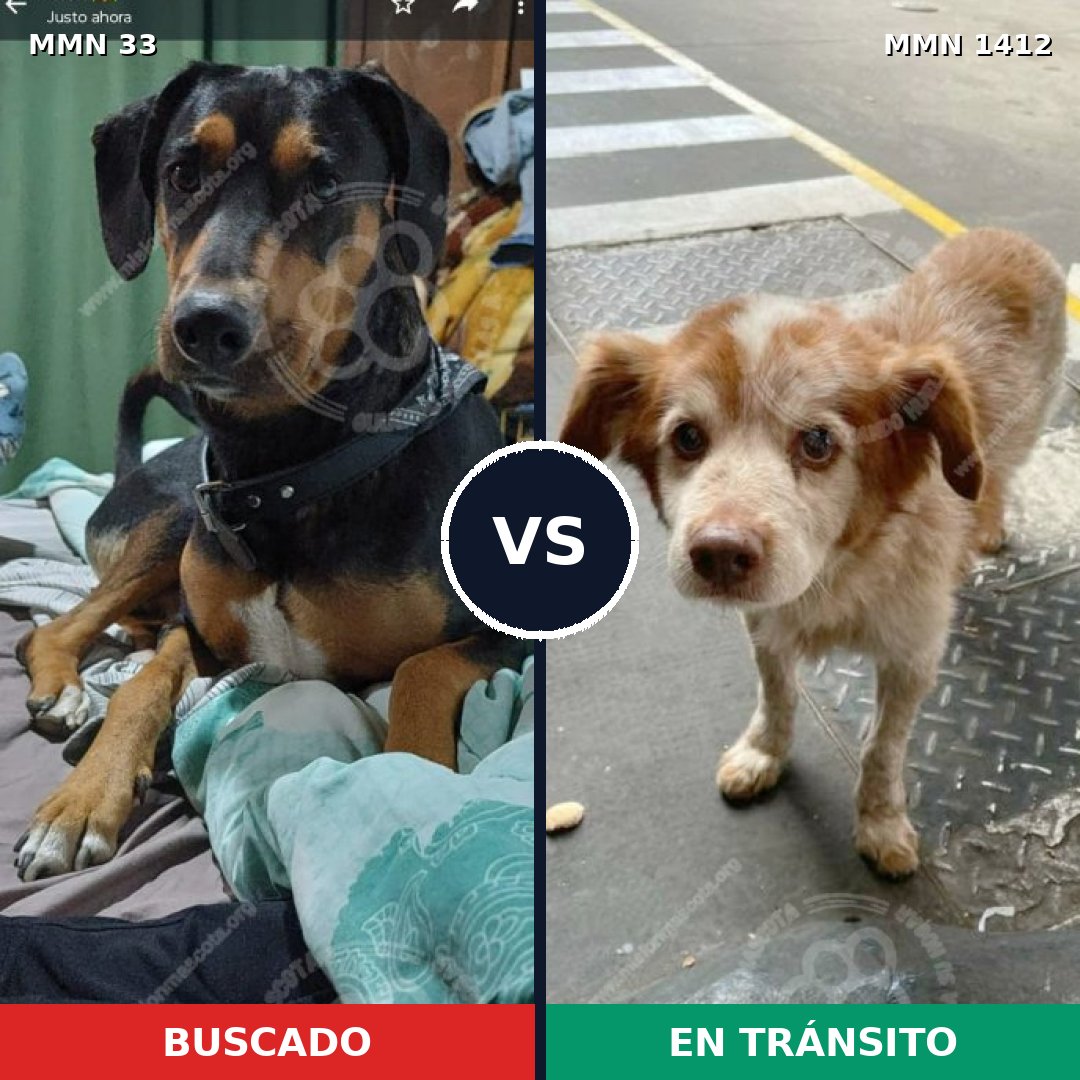 Comparativa MMS 24445: mascota perdida y mascota encontrada, 45% de similitud