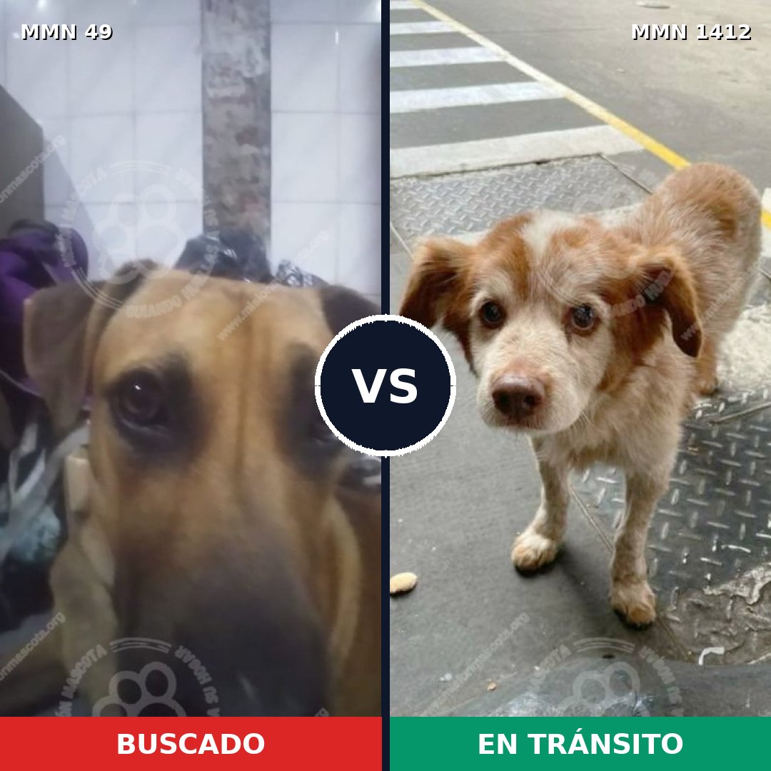 Comparativa MMS 24447: mascota perdida y mascota encontrada, 41% de similitud