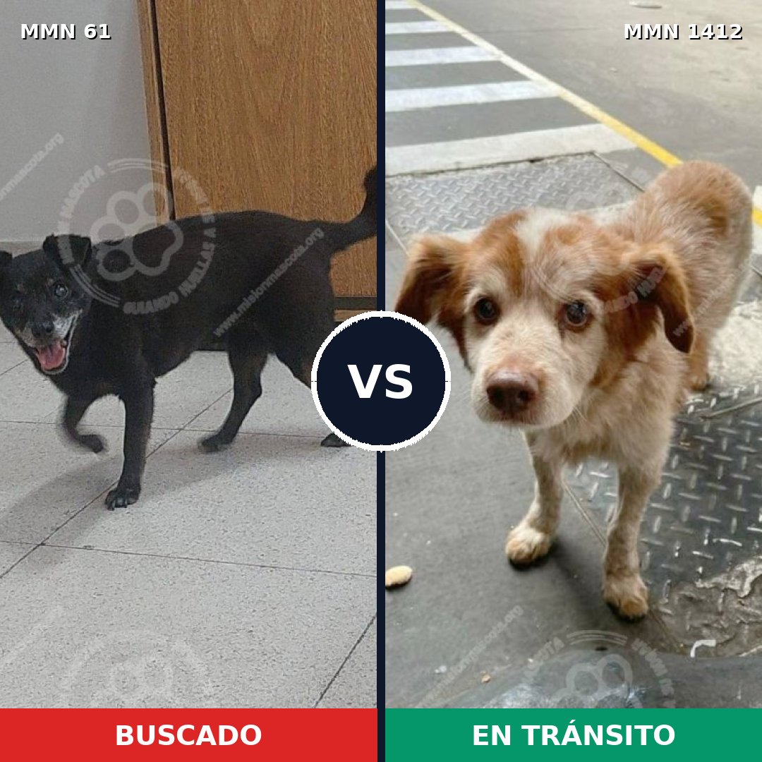 Comparativa MMS 24449: mascota perdida y mascota encontrada, 53% de similitud