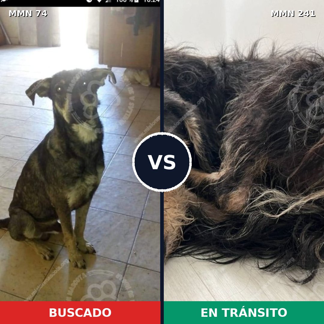 Comparativa MMS 2445: mascota perdida y mascota encontrada, 61% de similitud