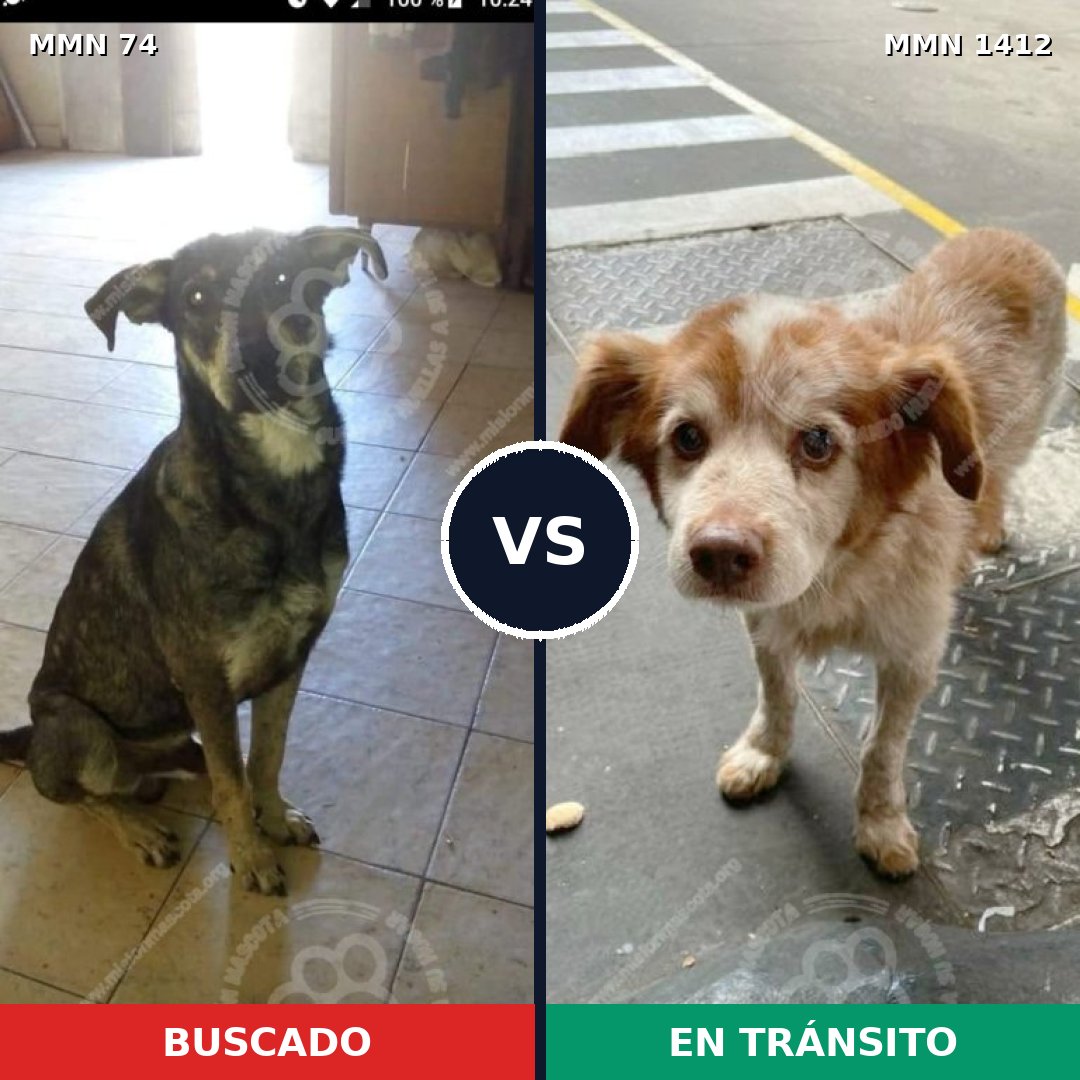 Comparativa MMS 24450: mascota perdida y mascota encontrada, 45% de similitud