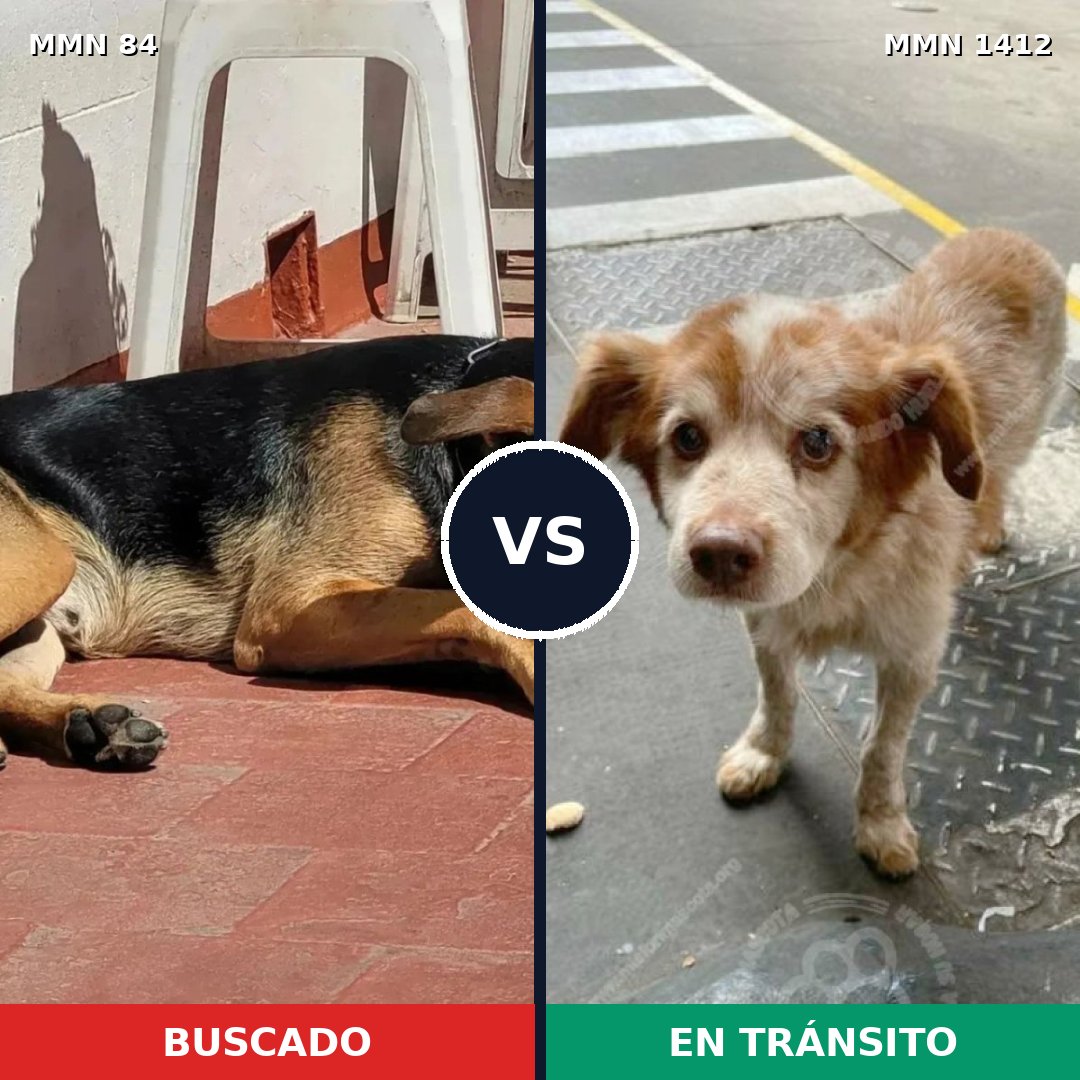 Comparativa MMS 24451: mascota perdida y mascota encontrada, 43% de similitud