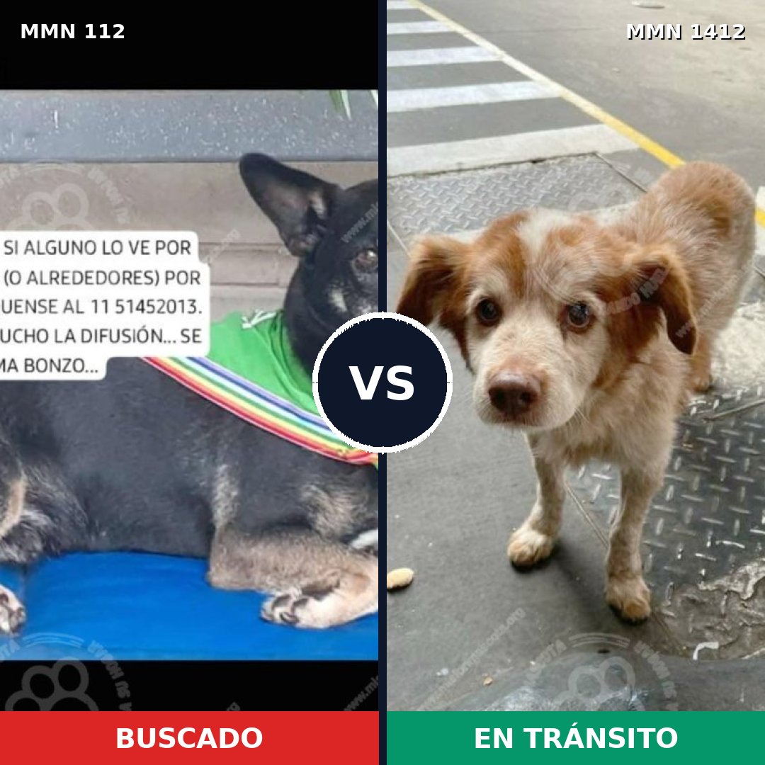 Comparativa MMS 24452: mascota perdida y mascota encontrada, 54% de similitud