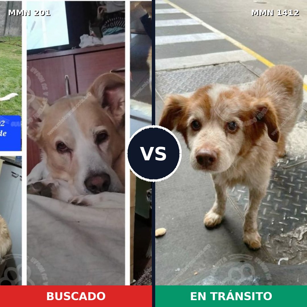Comparativa MMS 24453: mascota perdida y mascota encontrada, 63% de similitud