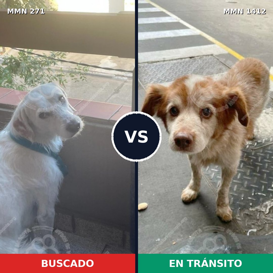Comparativa MMS 24455: mascota perdida y mascota encontrada, 57% de similitud
