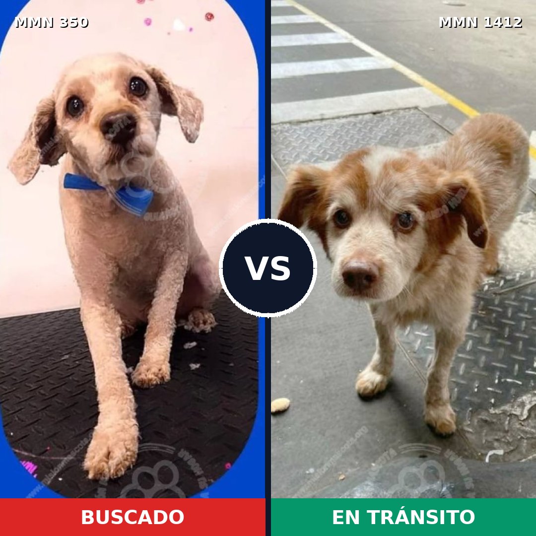 Comparativa MMS 24457: mascota perdida y mascota encontrada, 45% de similitud