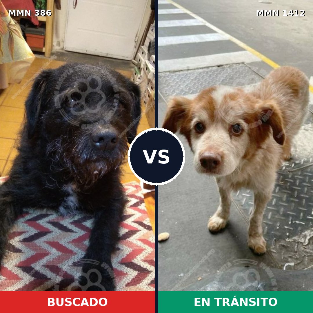 Comparativa MMS 24458: mascota perdida y mascota encontrada, 64% de similitud