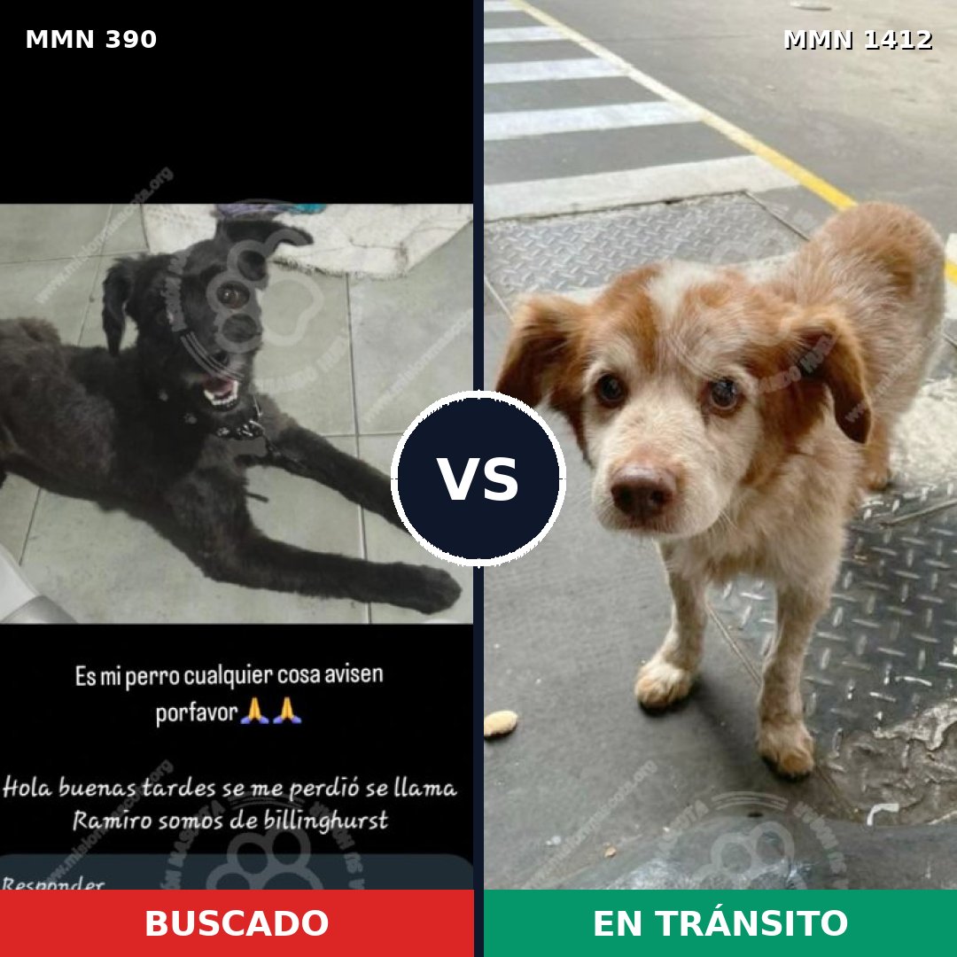Comparativa MMS 24459: mascota perdida y mascota encontrada, 39% de similitud