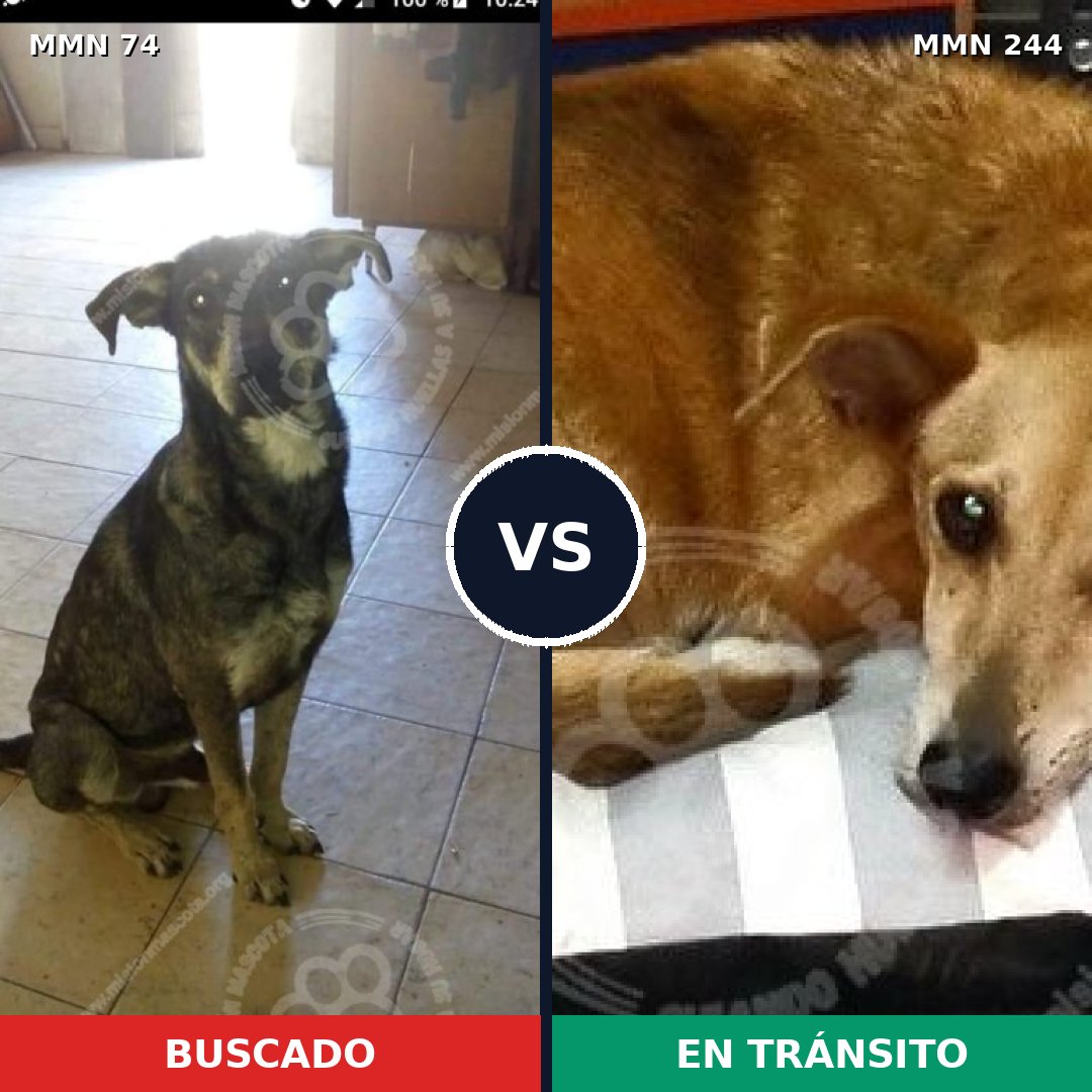 Comparativa MMS 2446: mascota perdida y mascota encontrada, 65% de similitud