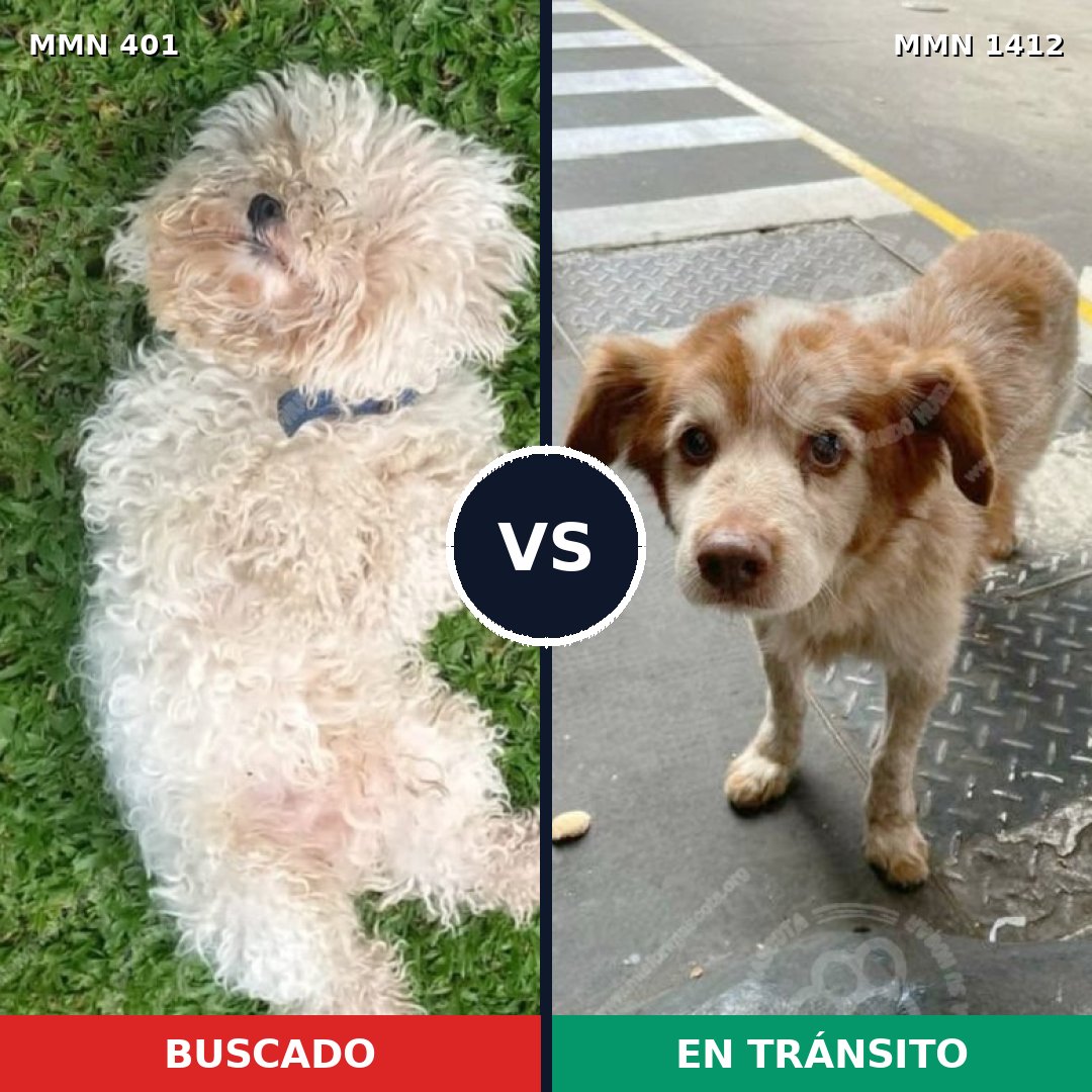 Comparativa MMS 24460: mascota perdida y mascota encontrada, 35% de similitud