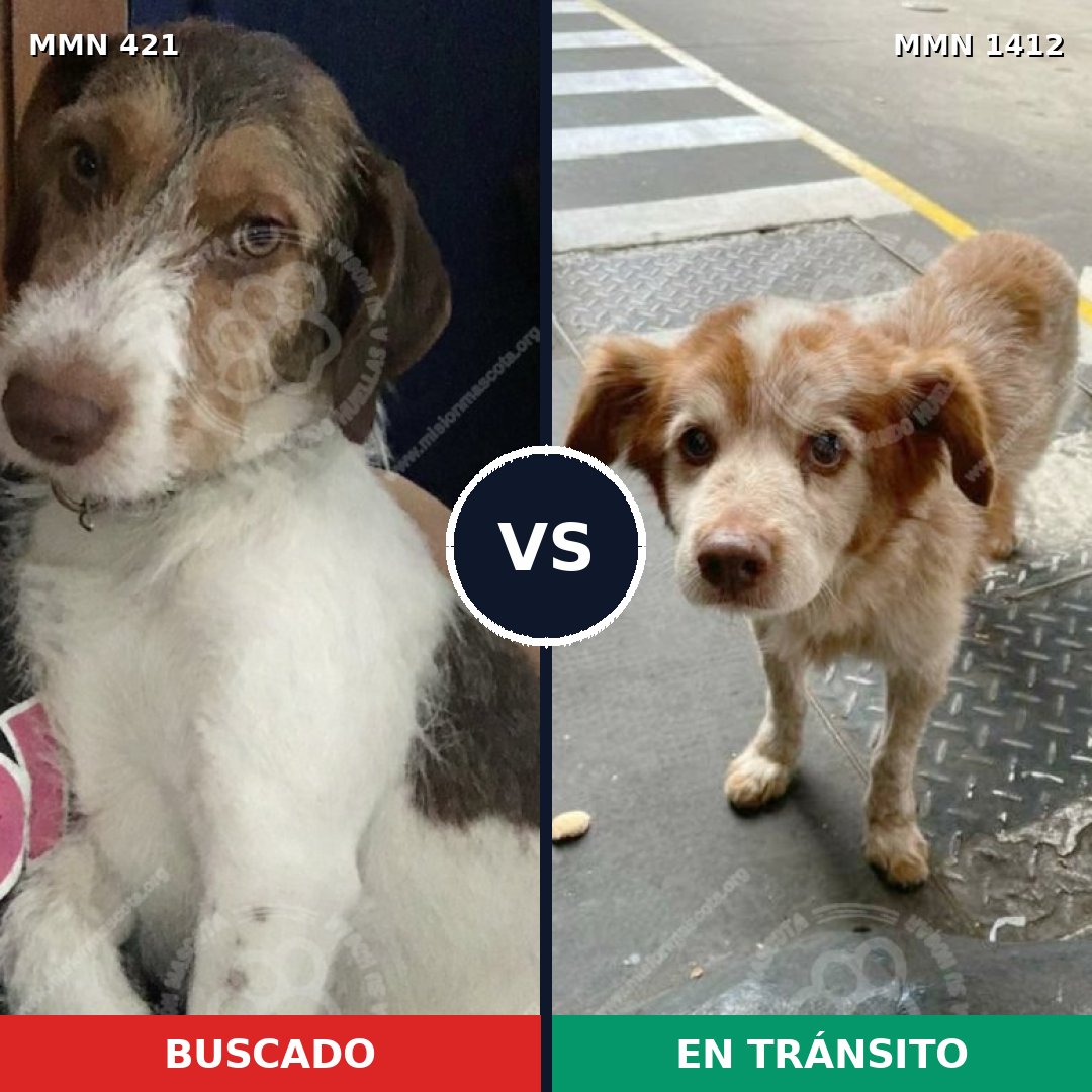 Comparativa MMS 24461: mascota perdida y mascota encontrada, 59% de similitud