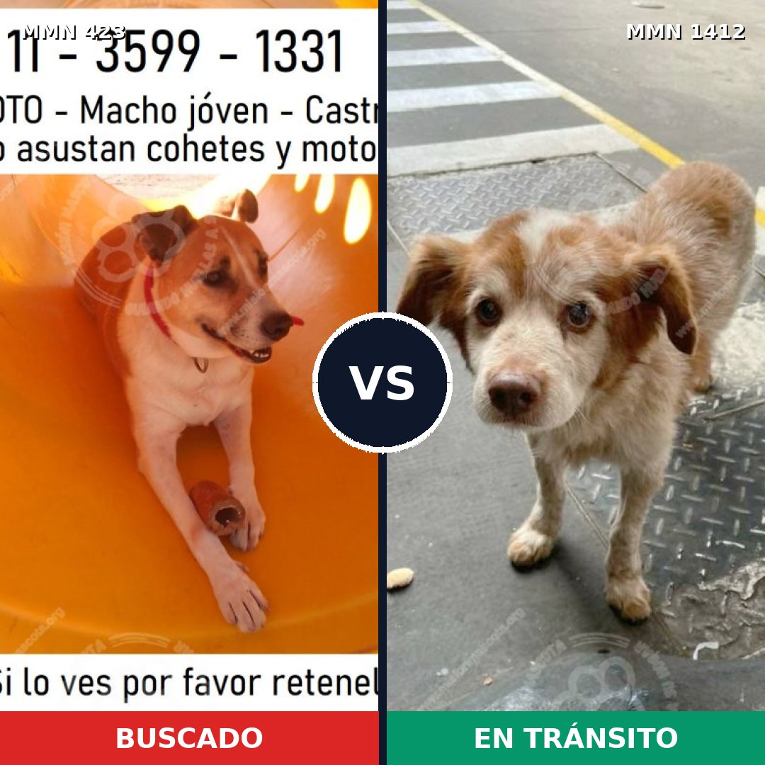 Comparativa MMS 24462: mascota perdida y mascota encontrada, 72% de similitud