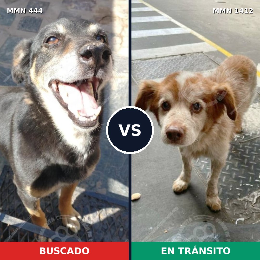 Comparativa MMS 24464: mascota perdida y mascota encontrada, 51% de similitud
