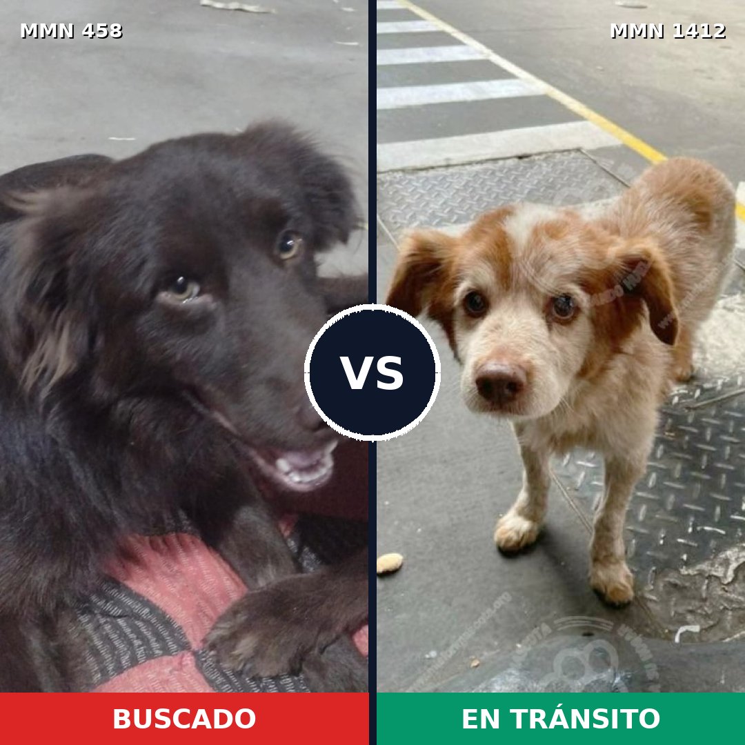 Comparativa MMS 24465: mascota perdida y mascota encontrada, 55% de similitud
