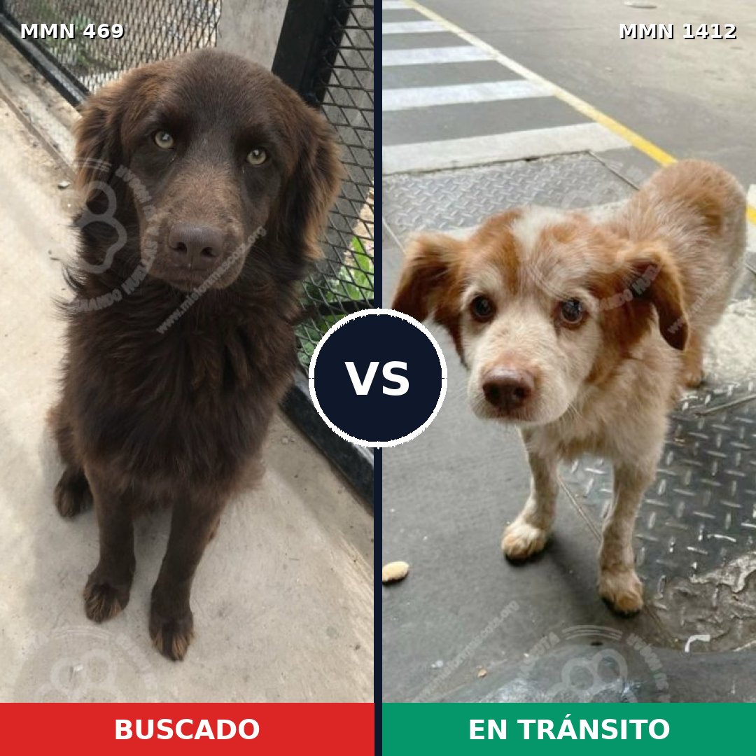 Comparativa MMS 24466: mascota perdida y mascota encontrada, 55% de similitud